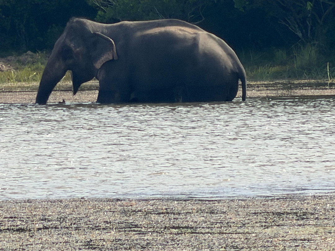 Thamaravila Wilpattu Luxury Tented Safari Villas主图