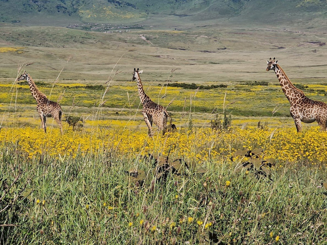 Karatu Expedition Safaris