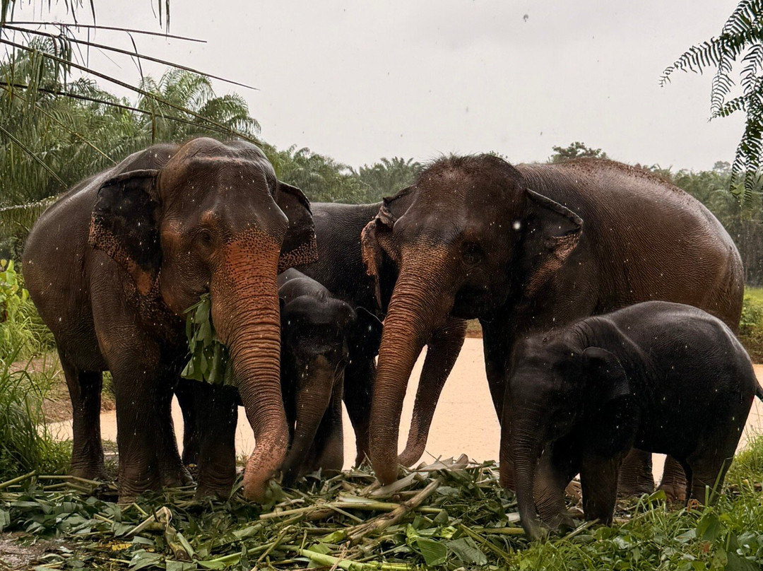 Following Giants - Krabi-Khlong Hin必去景点