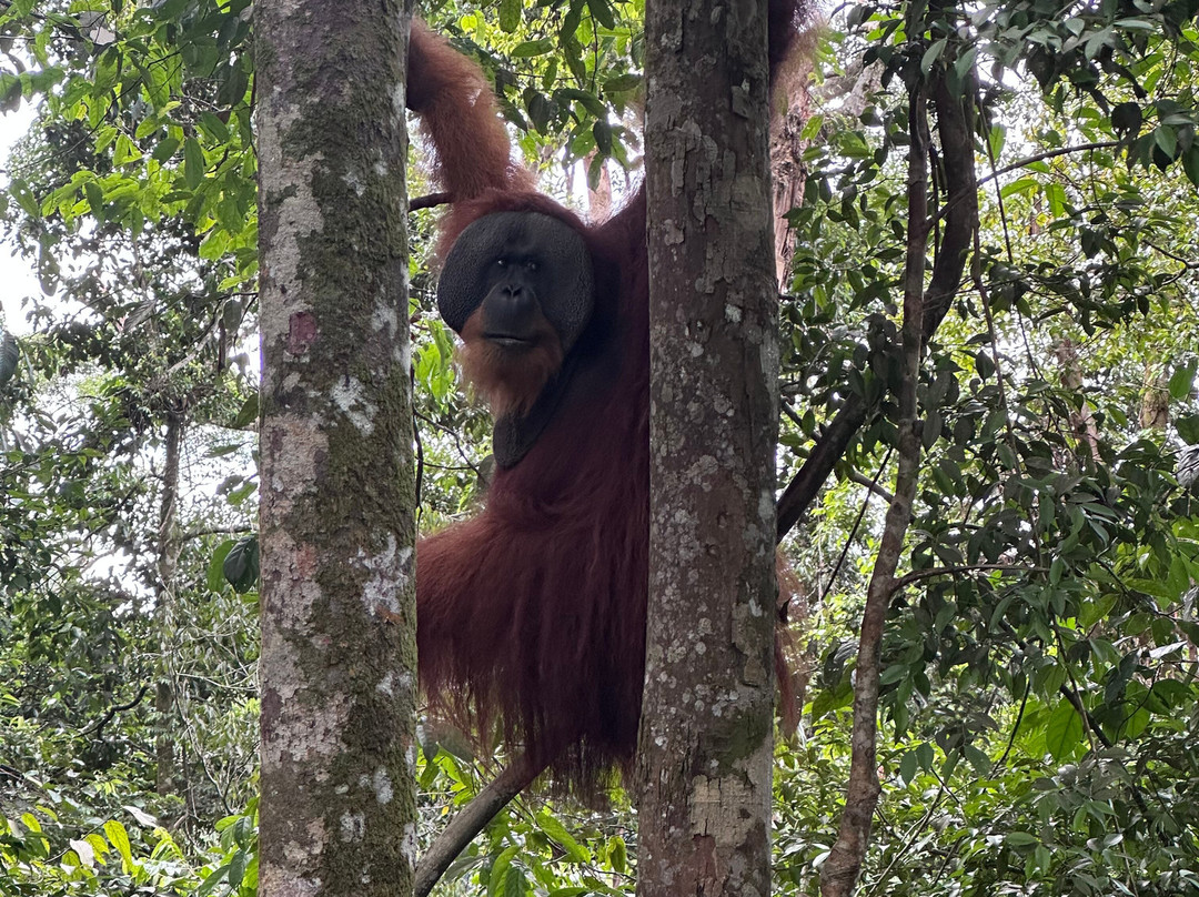 Bukit Lawang Adventure-武吉拉旺必去景点