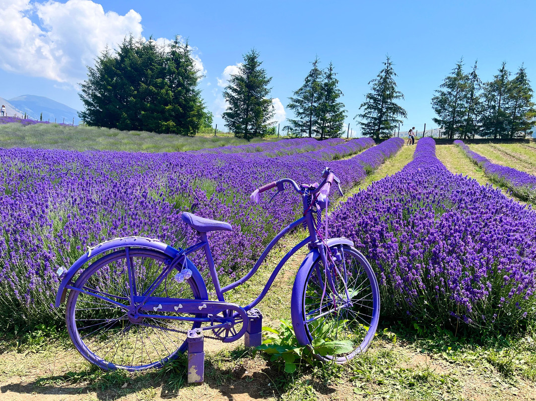Parco Della Lavanda-Campotenese必去景点