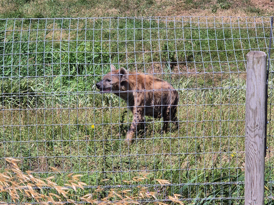 Yorkshire Wildlife Park-Auckley必去景点