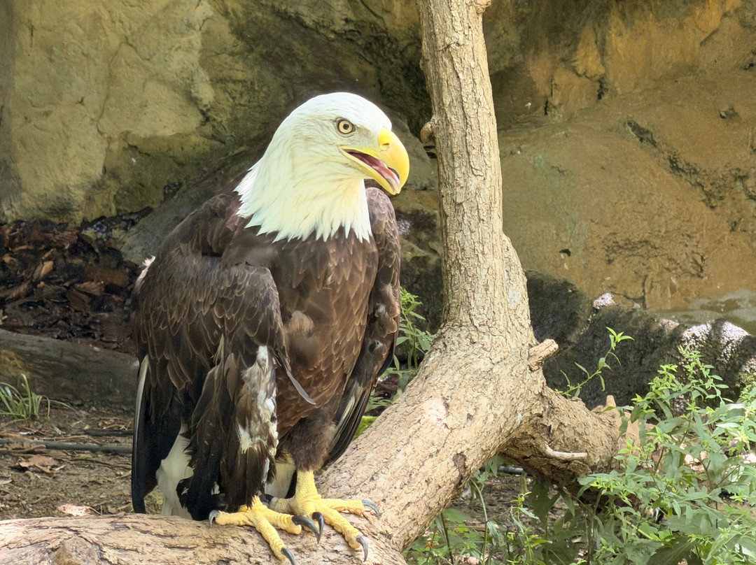 Cincinnati Zoo & Botanical Garden-辛辛那提必去景点