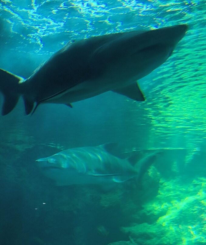 Aquarium La Rochelle-拉罗谢尔必去景点
