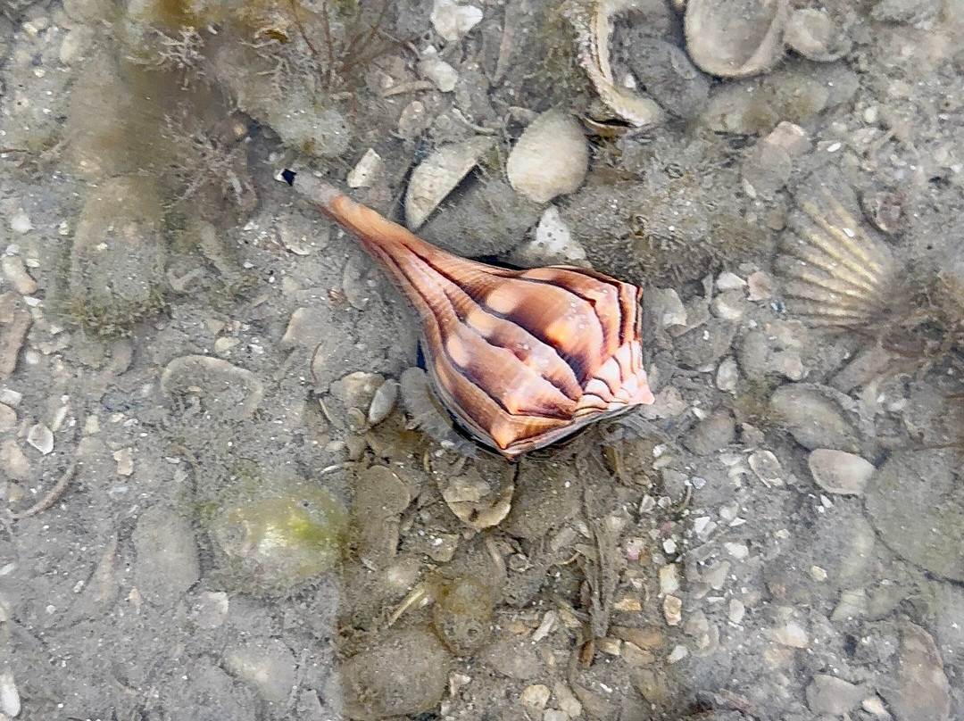 Treasure Seekers Shell Tours-Goodland必去景点