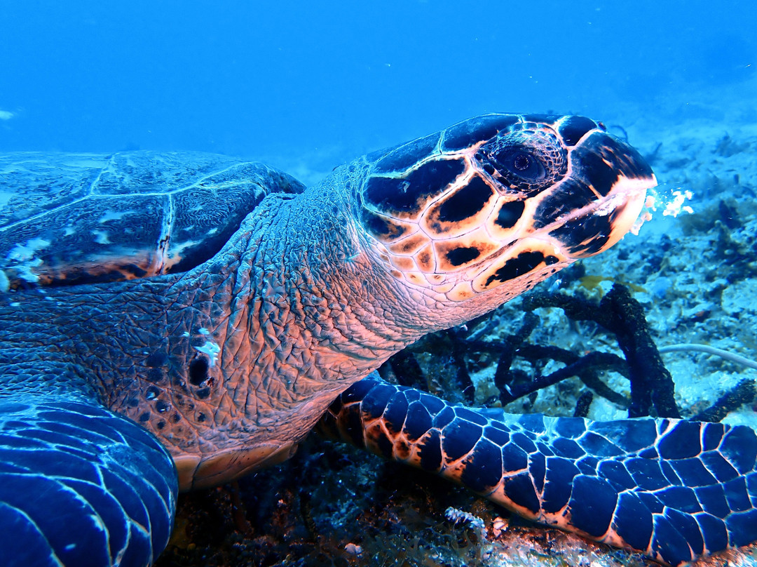 Scuba Life Cozumel-San Miguel de Cozumel必去景点