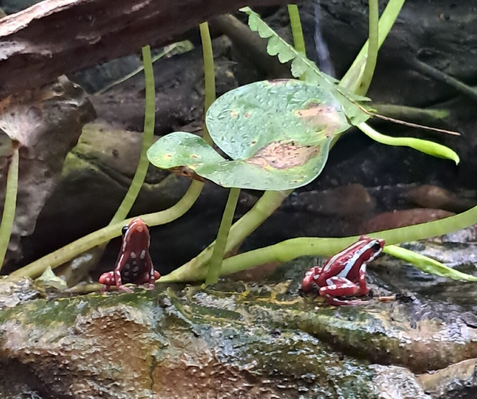 BioParque Yanacocha-Puyo必去景点