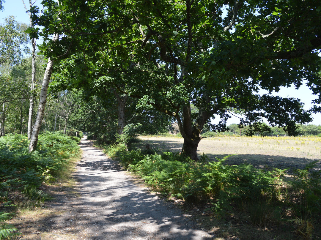RSPB Arne-Arne必去景点