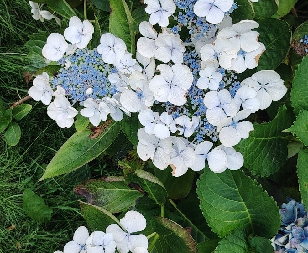 Parc Botanique de Cornouaille-孔布里必去景点