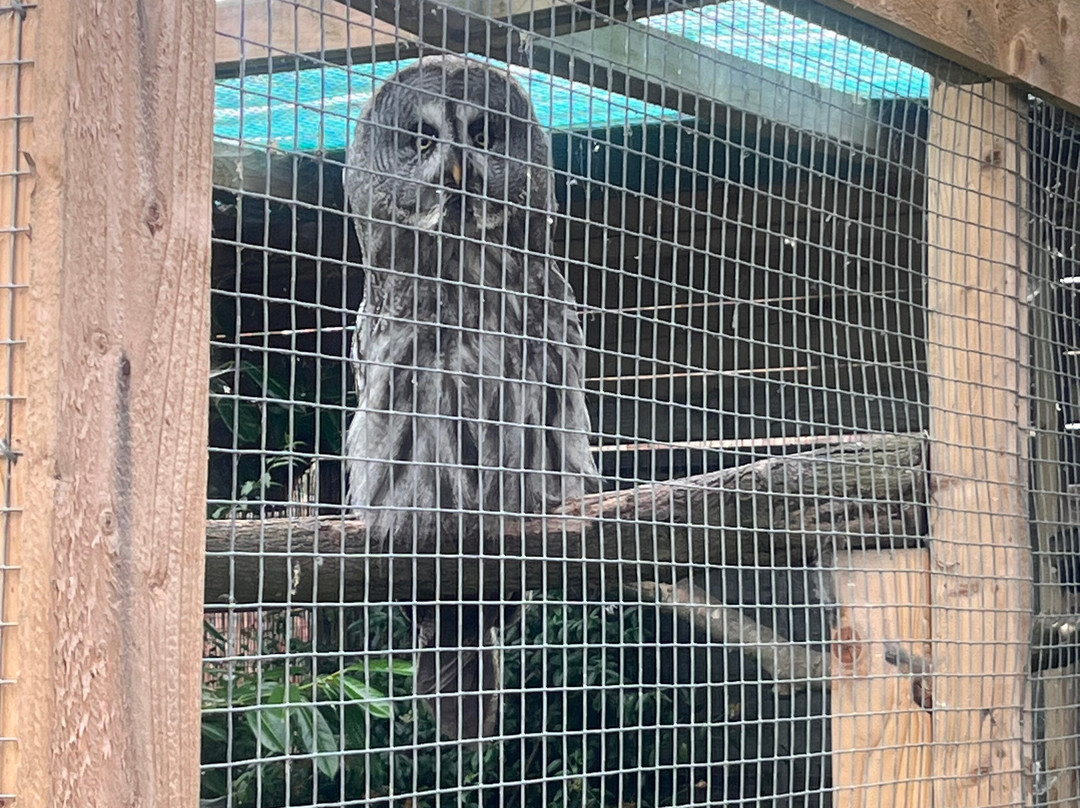 Andy Howeys Birds of Prey Centre-特威德河畔贝里克必去景点