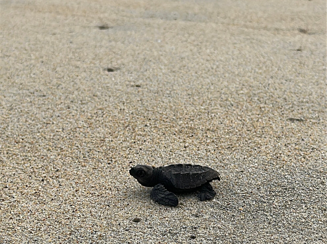 ViveMar - Sea Turtle Release-埃斯孔迪多港必去景点
