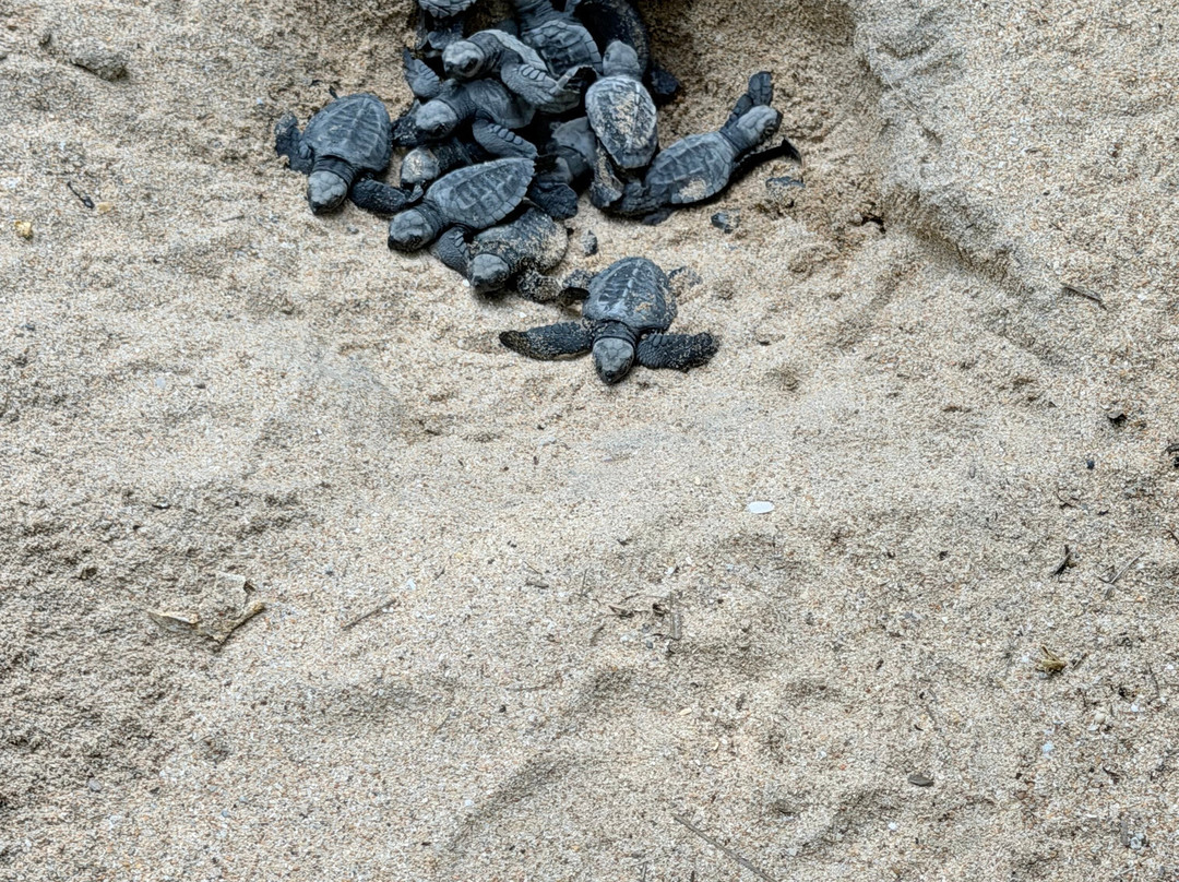 Sea Turtle Farm Galle Mahamodara-加勒必去景点