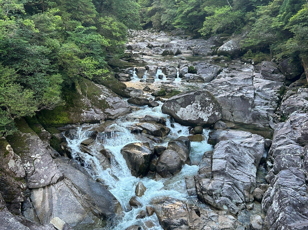 Yakusugi Land-屋久岛町必去景点