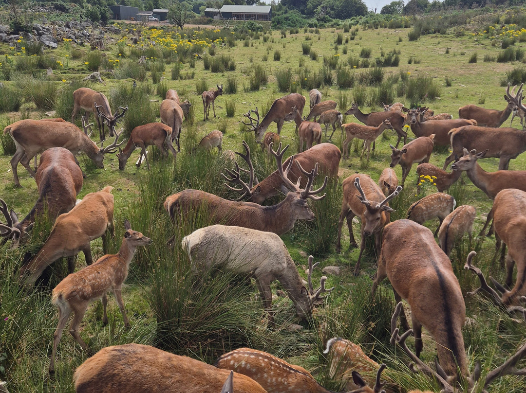 Bainloch Deer Park-Dalbeattie必去景点