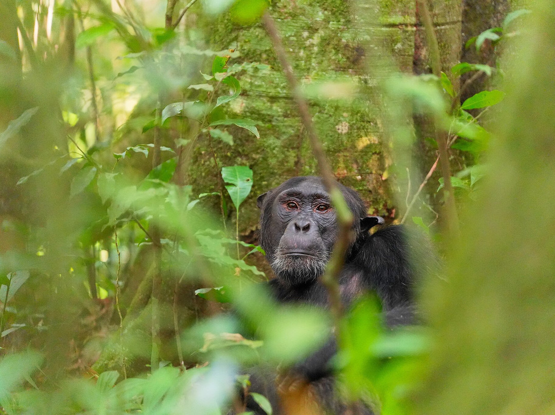 Nkuringo Safaris-布恩迪难以穿越的国家公园必去景点