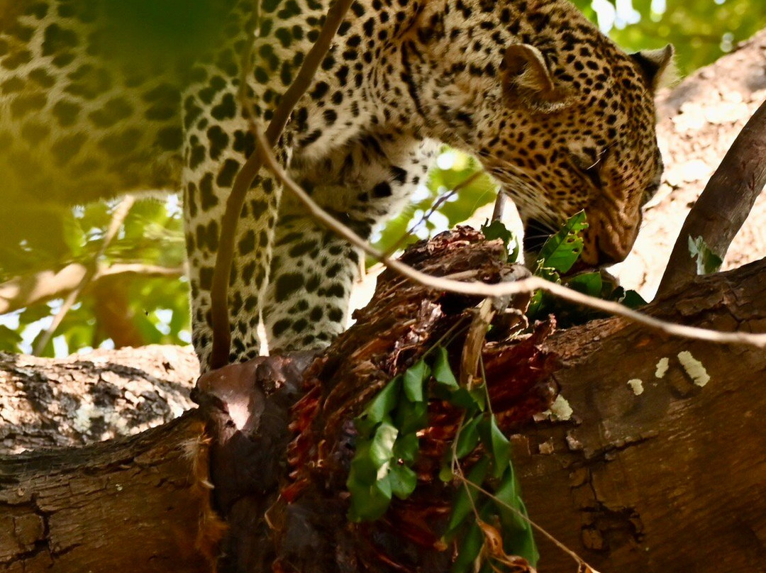 Msandile River Lodge主图