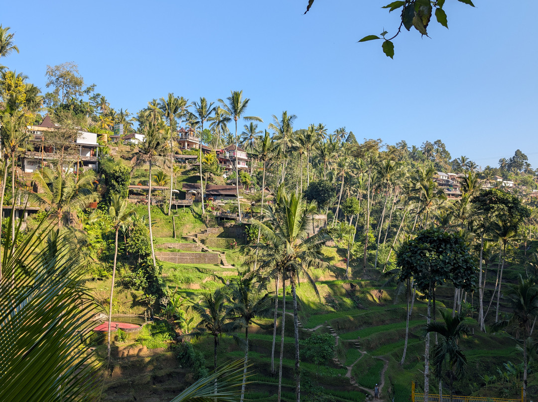 Best Ubud Driver-乌布必去景点