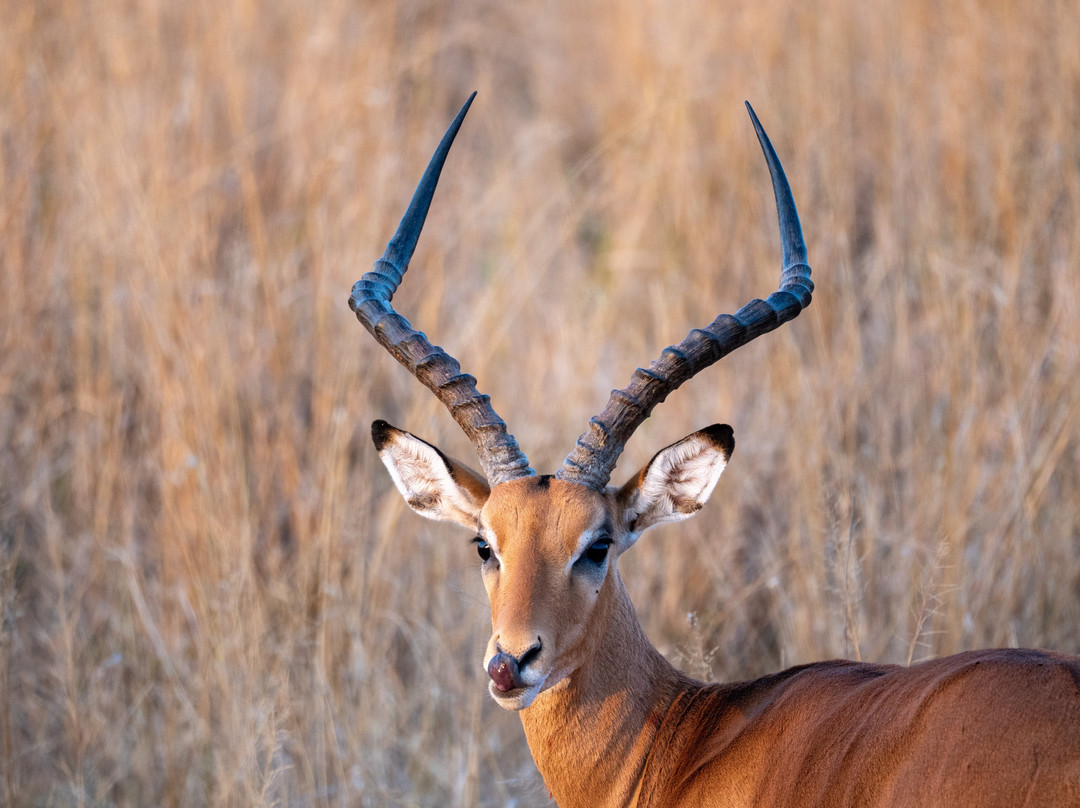 Rockland Kenya Safaris-蒙巴萨必去景点