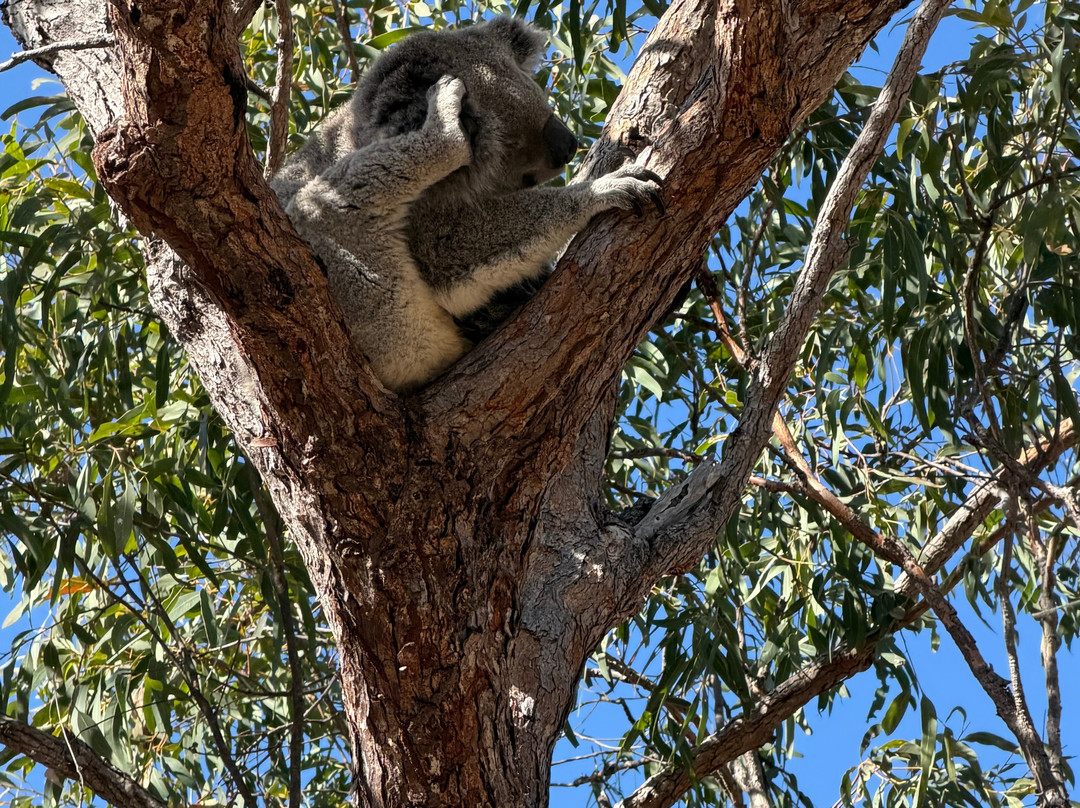 Magnetic Island Forts Walk-Magnetic Island必去景点