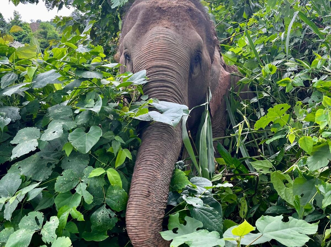 Elephant Sanctuary Care Park-清迈必去景点