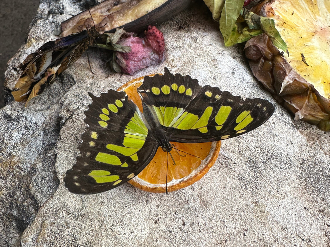 Stratford Butterfly Farm-埃文河畔斯特拉特福必去景点