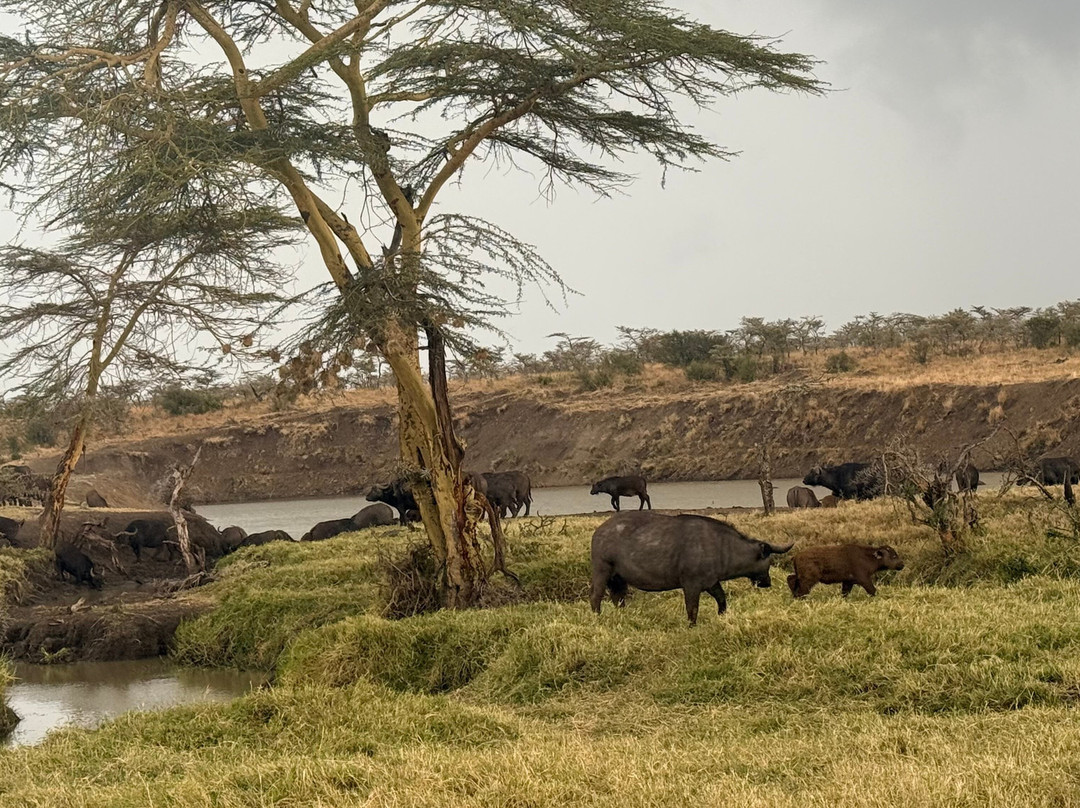 Ol Pejeta Conservancy-Laikipia County必去景点