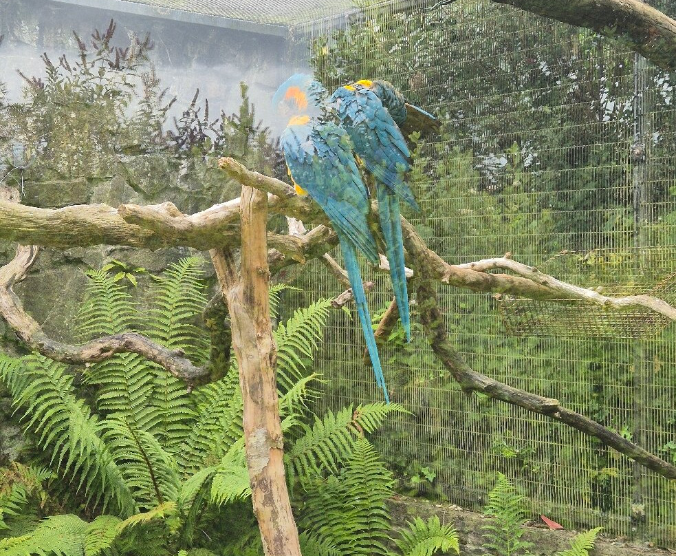 Belfast Zoo-Newtownabbey必去景点