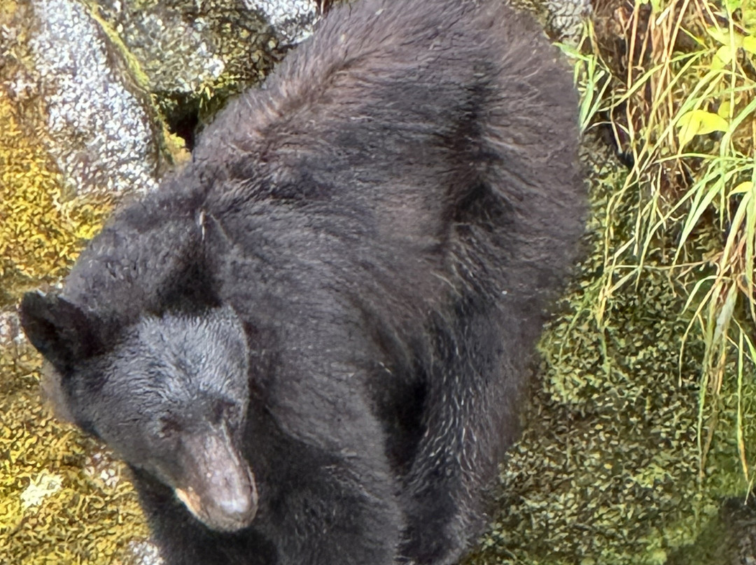 Anan Creek Bear Observatory-Wrangell必去景点