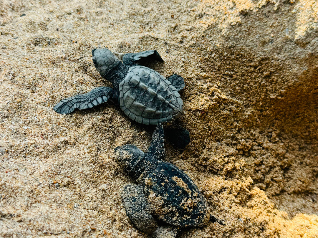 Sea Turtle Farm Galle Mahamodara-加勒必去景点