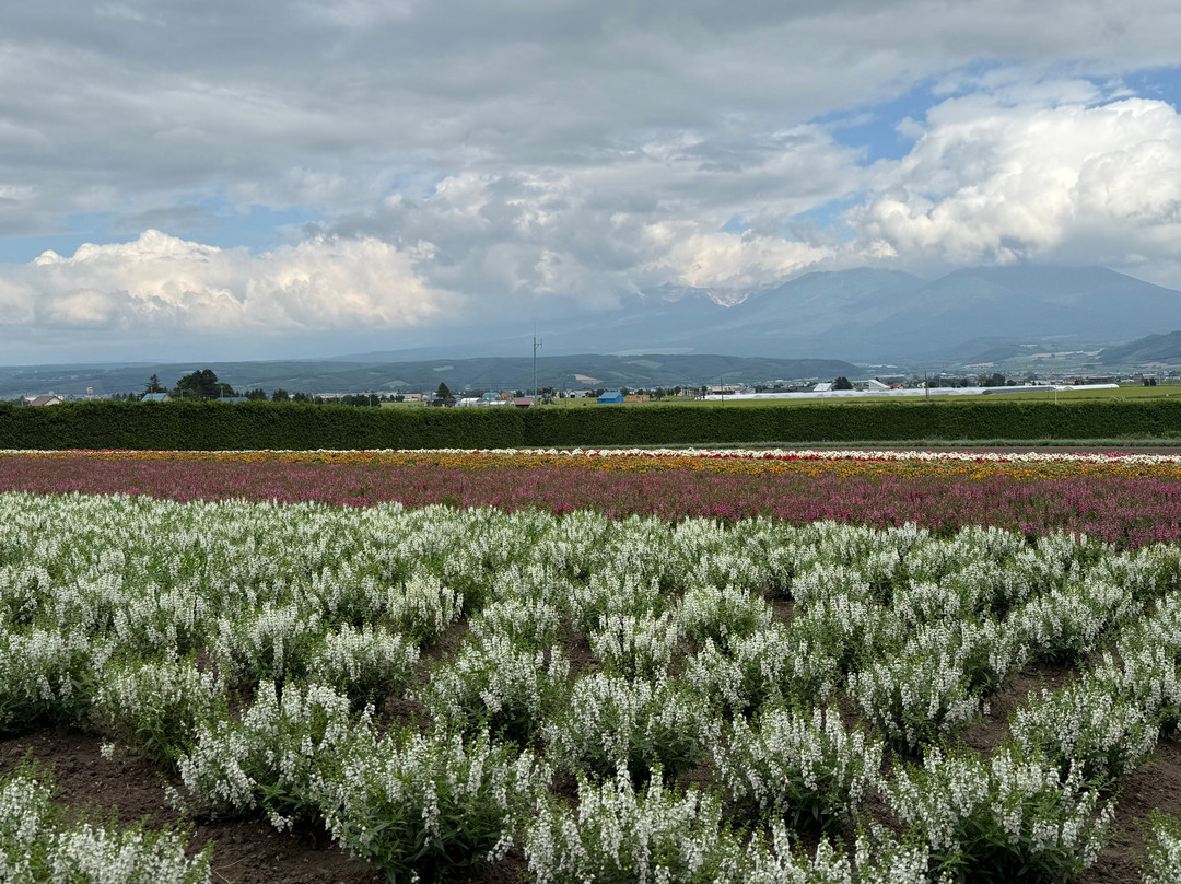 富田农场-中富良野町必去景点