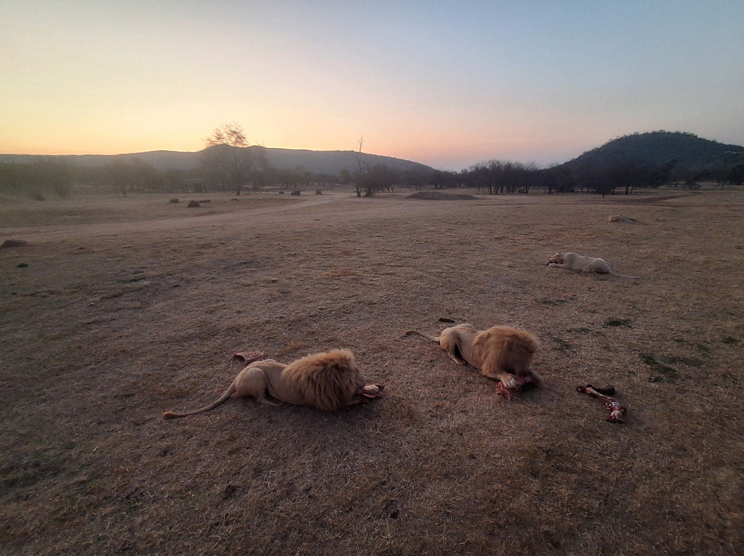 Lion and Safari Park-Broederstroom必去景点