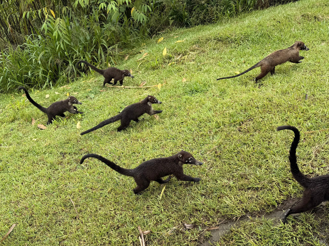 Costa Rica Driver - Tours-圣何塞必去景点