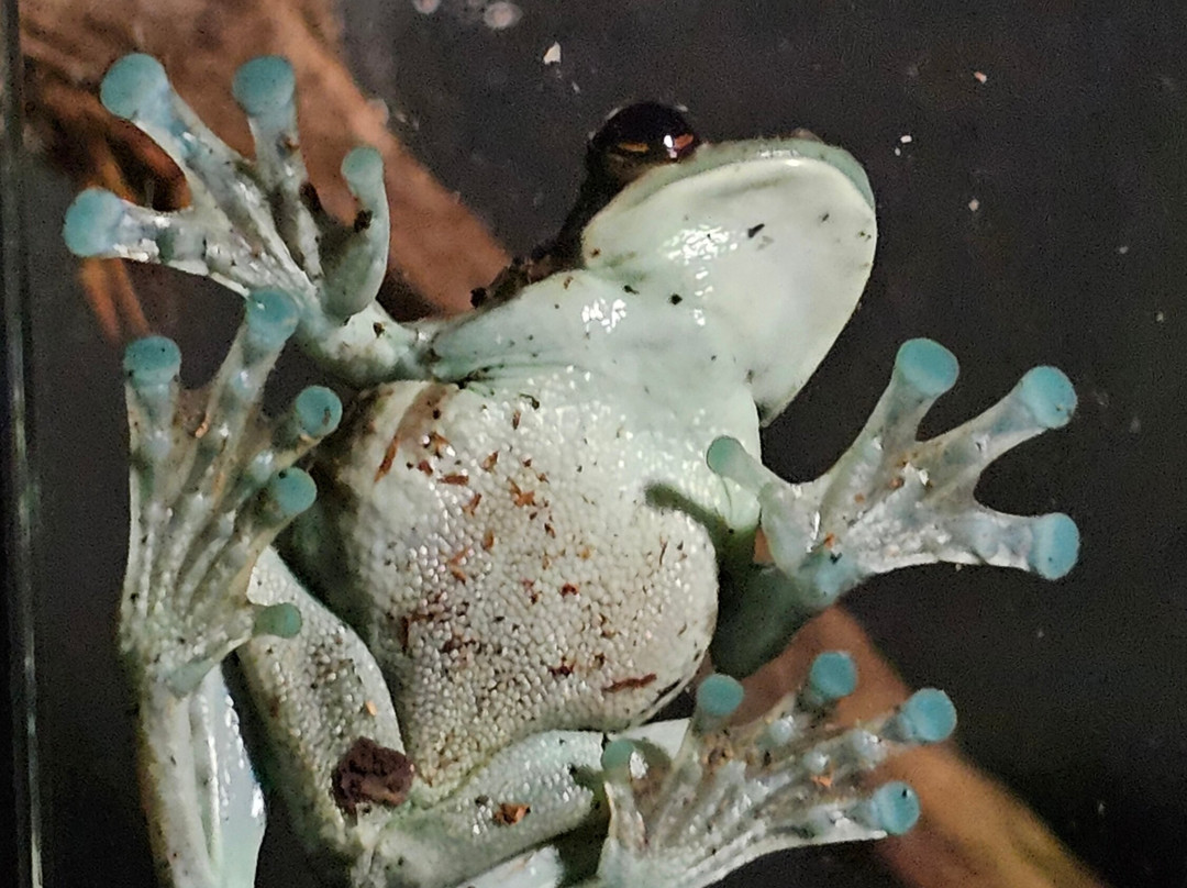 Neotropica, Postojna, Slovenia-波斯托伊纳必去景点