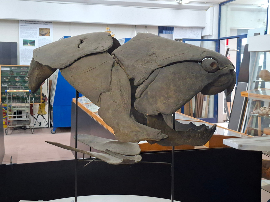 Malacological Museum Piceno-Cupra Marittima必去景点