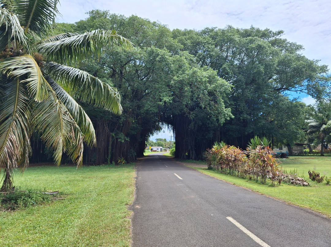 Banyan Tree Tunnel-Arutanga必去景点