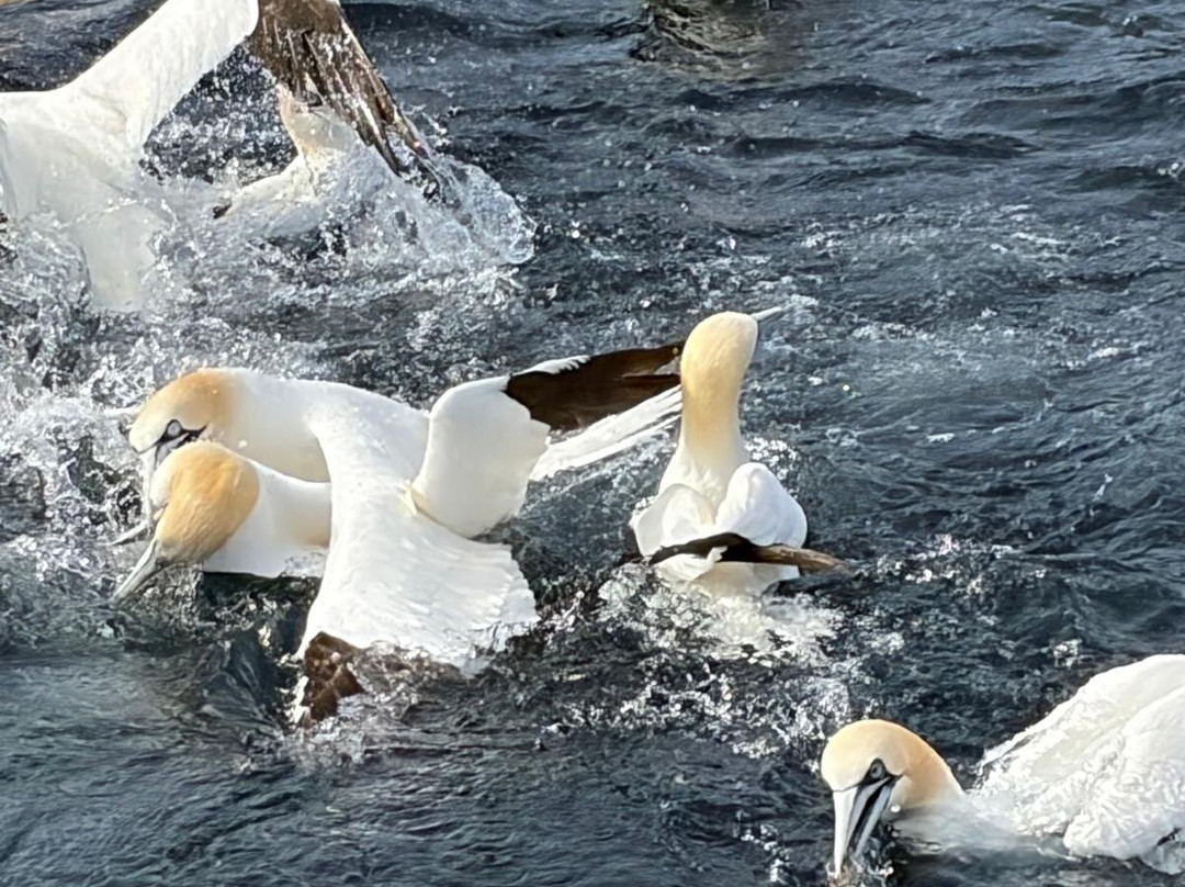 Shetland Seabird Tours - The Noss Boat-Lerwick必去景点