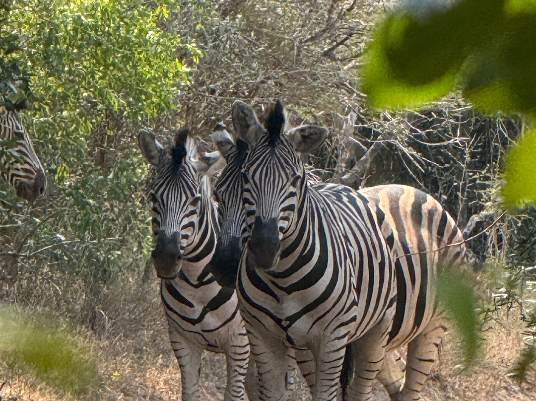 Kuleni Game Park-赫卢赫卢韦必去景点