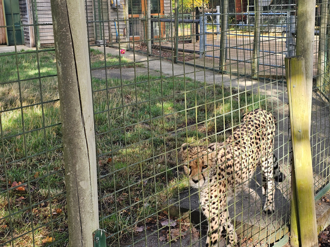 The Big Cat Sanctuary-Smarden必去景点