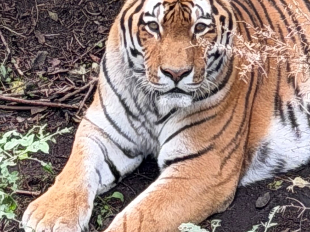 Zoo Sauvage of Saint-Felicien-Saint-Felicien必去景点