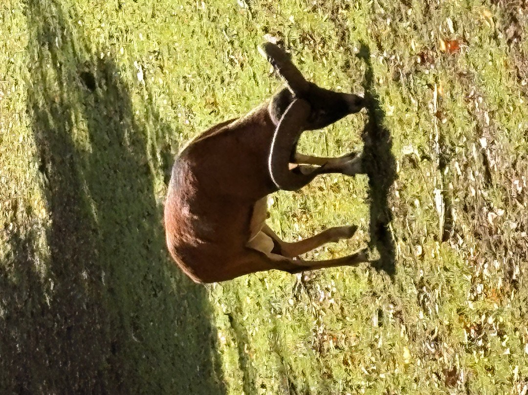 Wild- und Freizeitpark Westerwald-Gackenbach必去景点