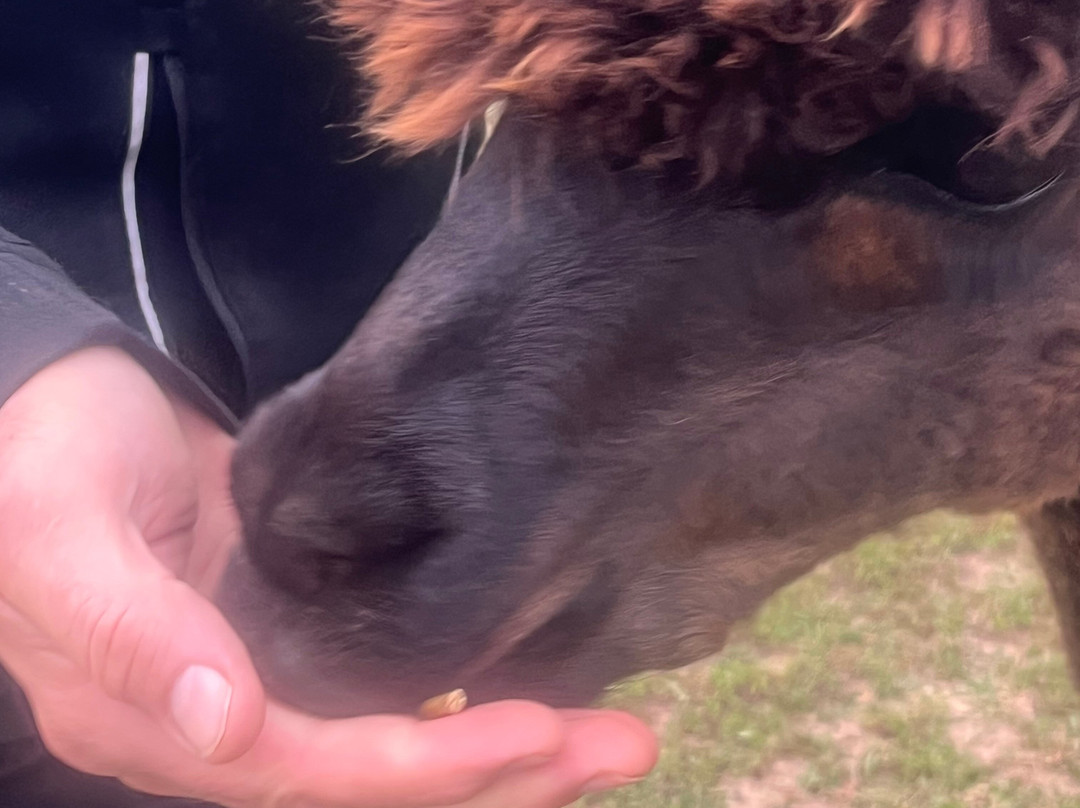 Udderly Ridiculous Farm Life-Blandford-Blenheim必去景点