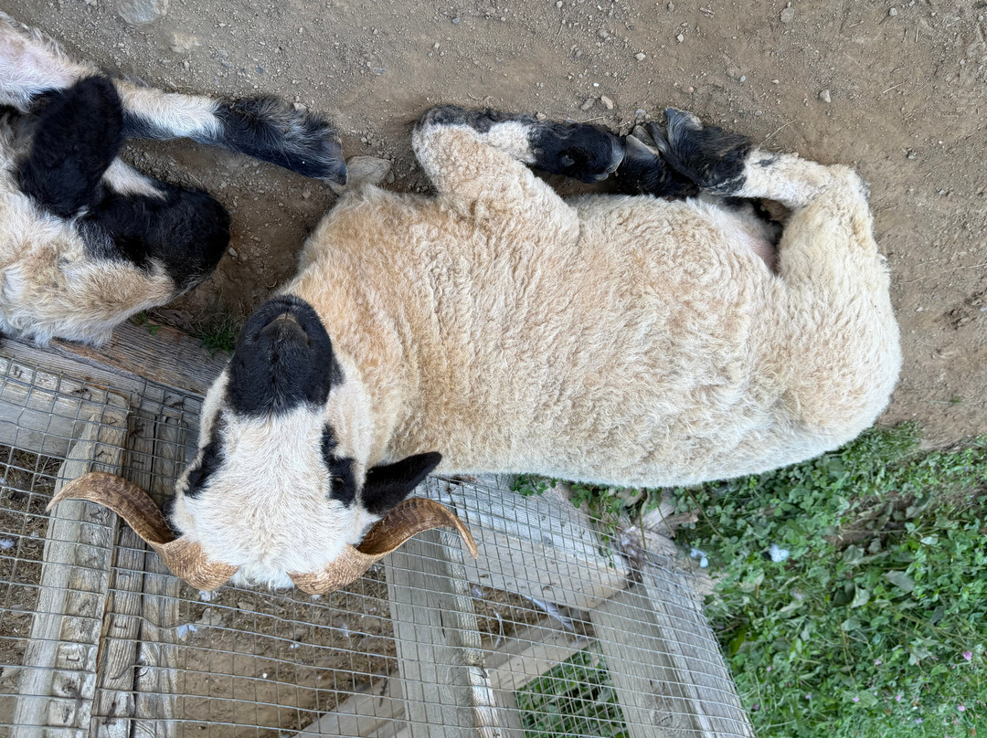 Elk Ravine Farm