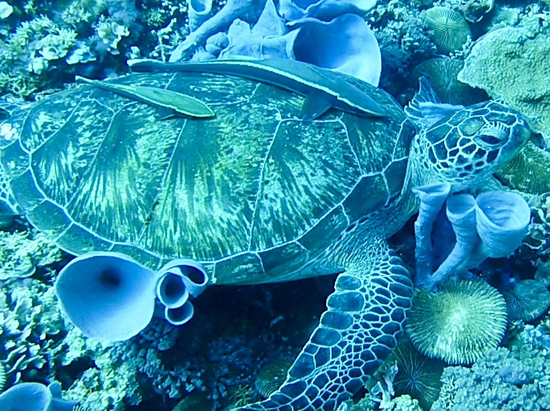 DSM Dive - Gili Trawangan-吉利特拉万安必去景点