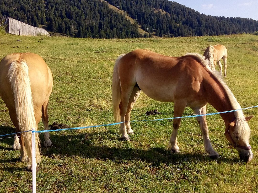 Alpe di Siusi-Alpe di Siusi必去景点
