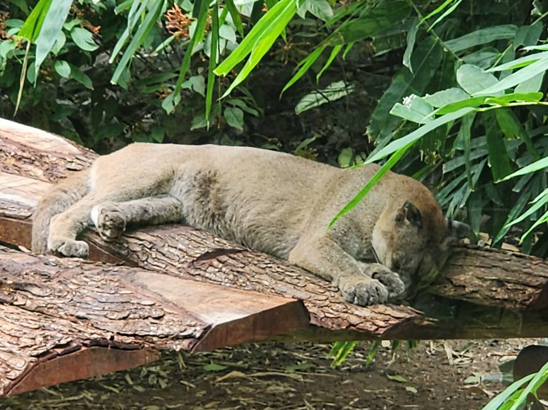 Zoo de Martinique-Le Carbet必去景点
