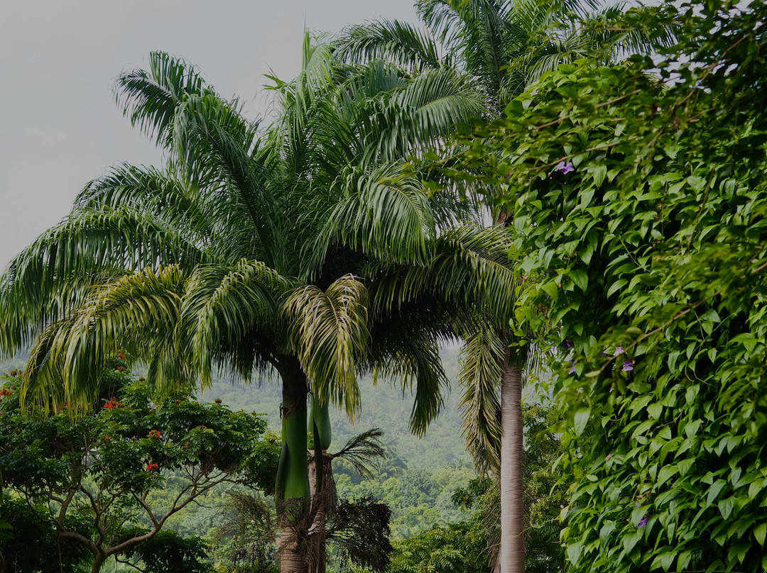 A Plus Tours and Events LTD Barbados-Holetown必去景点