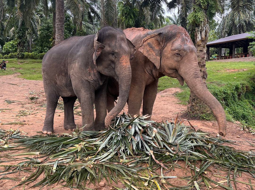 Krabi Elephant House Sanctuary-Sai Thai必去景点