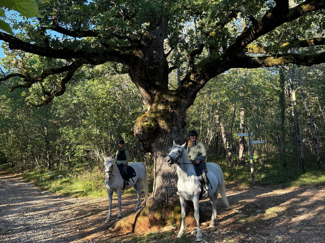Lipica Stud Farm - Kobilarna Lipica-Lipica必去景点
