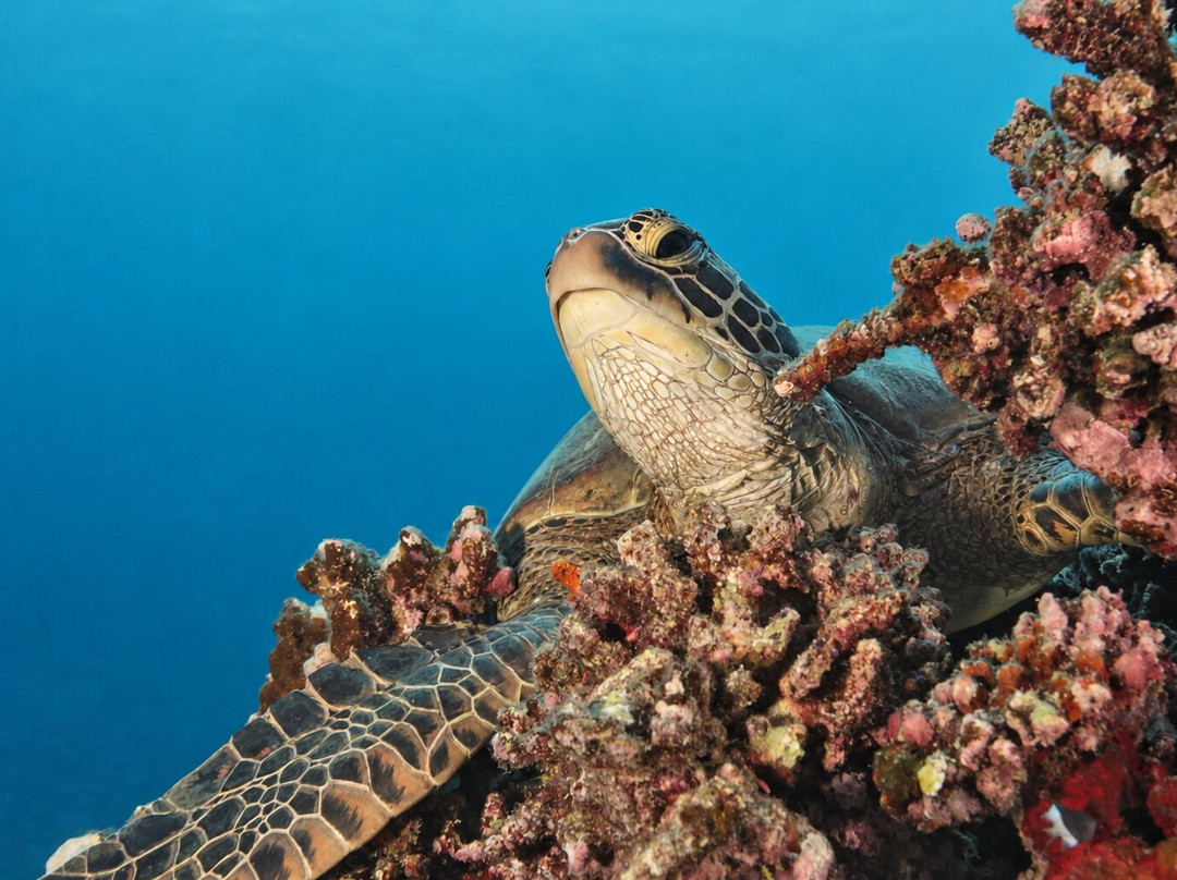 Moorea Fun Dive-Hauru必去景点