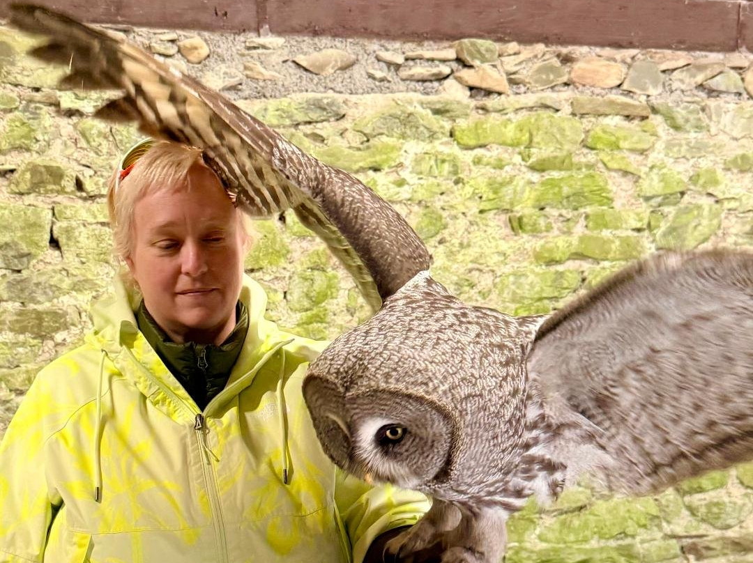 Ireland's School of Falconry-康镇必去景点